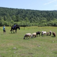 Уроки верховой езды :: Ольга 