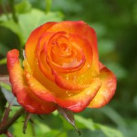 Ноябрьские розы ещё радуют своей красотой и неповоримым ароматом :: Татьяна Смоляниченко