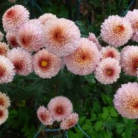 Бал хризантем в Никитском Ботаническом саду 2021 :: Лидия Бусурина