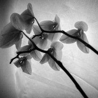 Орхидея :: Женя Лацис