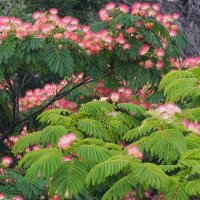 Albizia julibrissin Альбиция ленкоранская :: wea *