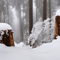 winter Märchen :: Elena Wymann