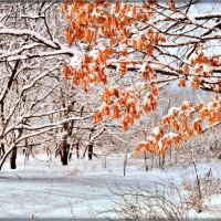 ..А Осень тихими шагами уходит в снежную Зиму... :: Светлана 