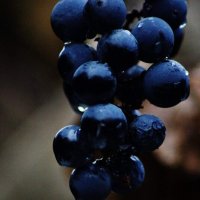Угостила судьба  гроздью нас  виноградной, налила нам в бокал капли нежной росы ..... :: Восковых Анна Васильевна 