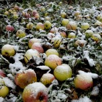 Яблоки под снегом :: Александр Селин