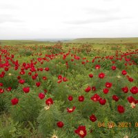 Дикий пион Ставрополья (Лохмачи) :: Алла Кузнецова