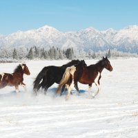 в Тункинской долине (Бурятия) :: Борис Коктышев 