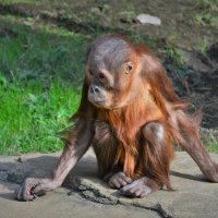 Молодой орангутанг :: Константин Анисимов