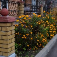 Цветы на нашей улице. :: Татьяна Помогалова