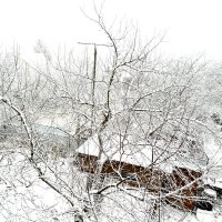 Первый снег :: Александр Селин