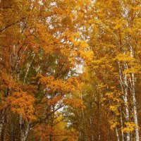 Осенний лес :: Tatyana Garanova