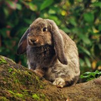 Кролик- это не только ценный мех... :: Владимир Манкер