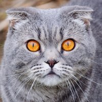 Соседский желтоглазый кот Тёма :: Анатолий Клепешнёв