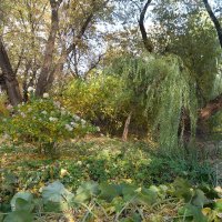 В Аптекарском огороде :: Маргарита Батырева