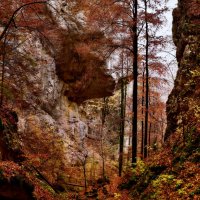 Autumn forest :: Elena Wymann