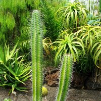 Кактусы и алоэ - привычные растения на Тенерифе. :: Лия ☼