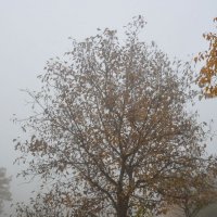 дерево в тумане. :: Ангелина Лаврентьева 