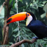 TOCO TOUCAN :: Sergey Krivtsov