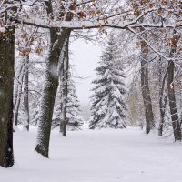 У нас зима! :: Nina Karyuk