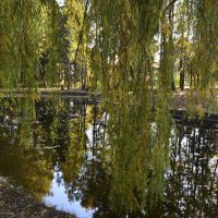 Ивушка зелёная над водой склонённая... :: Тамара Бедай 