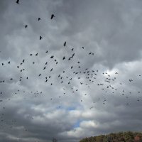 На небе вороны, под небом монахи, И я между ними в расшитой рубахе... :: Тамара Бедай 