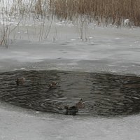 На УТИНОМ озере. :: Николай Масляев