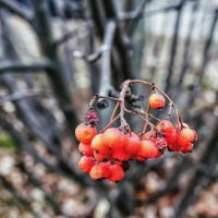 Рябиновая.. :: Юрий Стародубцев