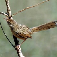 Приния изящная - грациозная певунья ,хвостик веером :: Гала 