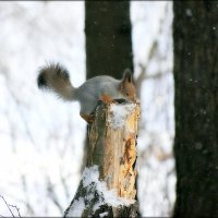 Сяду на пенёк... :: Александр Шимохин