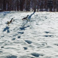 Наперегонки с машиной. :: веселов михаил 