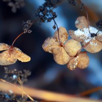 hydrangea :: Zinovi Seniak