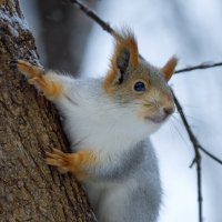 Лесная красавица :: Евгений Печенин