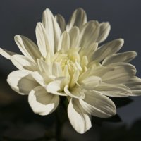 Цветок хризантемы. :: сергей 