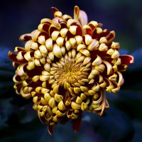 chrysanthemum :: Zinovi Seniak