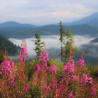 Прекрасен утренний кипрей :: Сергей Чиняев 