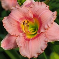 Лилейник Hemerocallis "Elegant Candy" :: wea *