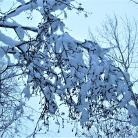 Сказочный пейзаж нашего северного снегопада. :: ЛЮДМИЛА 