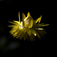 xerochrysum :: Zinovi Seniak