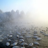 В морозном январе :: Татьяна Лютаева