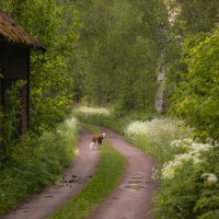 Летними дорогами :: liudmila drake