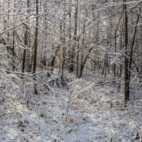Первый снег. :: Алексей Трухин