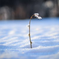 Один в поле воин :: Николай (Nikolya) Cтрельников (Stuart)