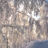 Зимний лес в объятьях тишины :: Vladimbormotov 