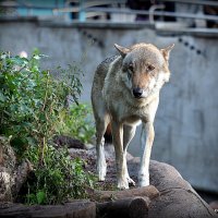 редкие животные в городе волк :: Олег Лукьянов