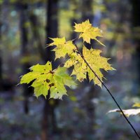 autumn leaves :: Zinovi Seniak