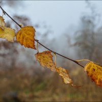 Осенний этюд. :: Юрий Гординский