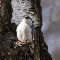 Поползень :: Владимир Безбородов