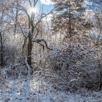 Первый снег. :: Алексей Трухин