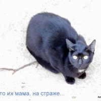 Кошка - мама. :: Валерьян Запорожченко