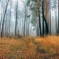 Утром в лесу туман.. :: Юрий Стародубцев